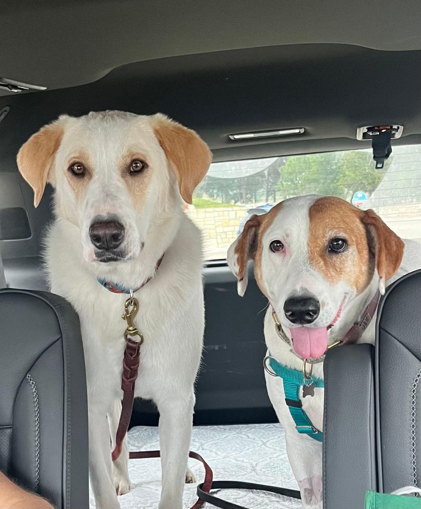 Two dogs in car