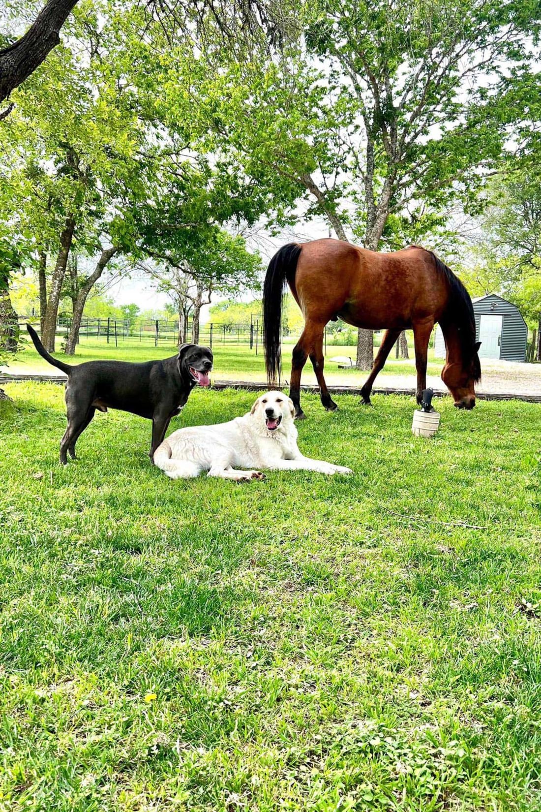 Dogs and horse