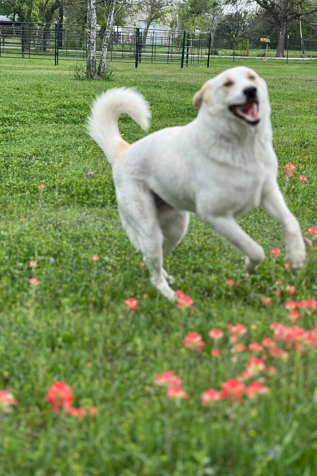 Running dog