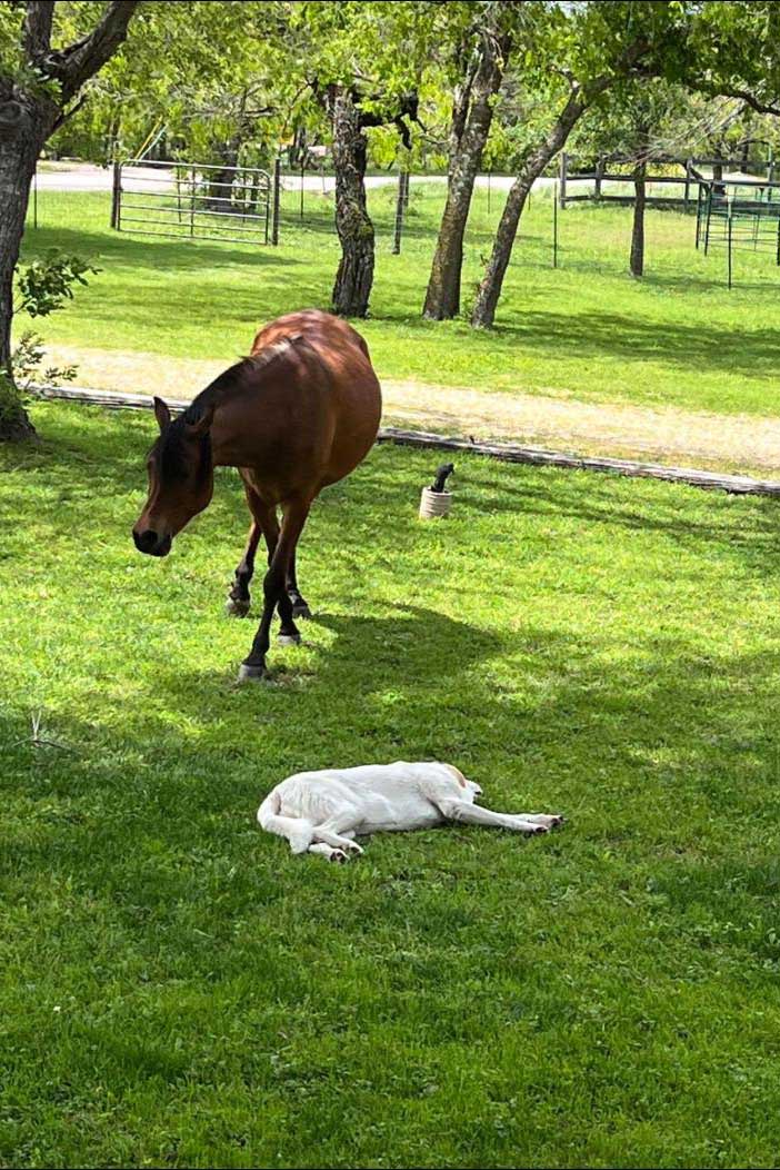 dog and horse