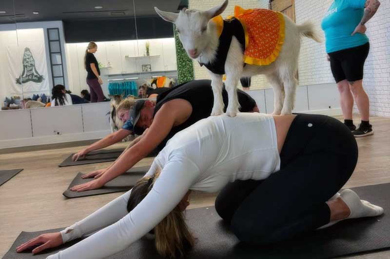 Goat yoga!