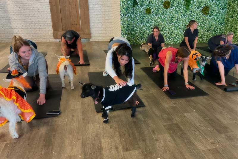 Goat yoga!