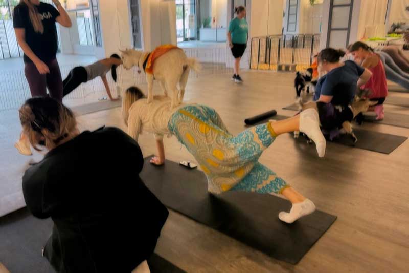 Goat yoga!