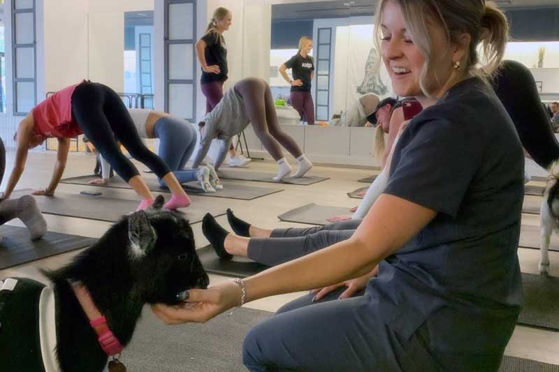 Goat yoga!