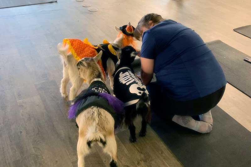 Goat yoga!