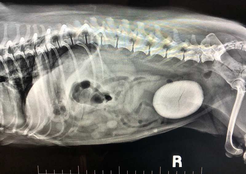 Carousel Slide 5: Advanced Veterinary Diagnostics