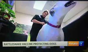 Dog getting vaccine