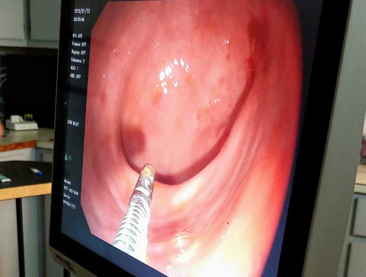 Dog Endoscopy