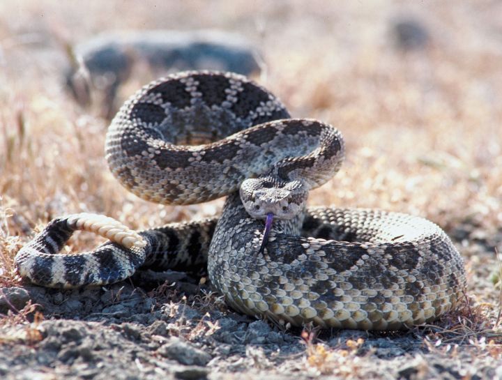 Rattlesnake vaccine & treatment