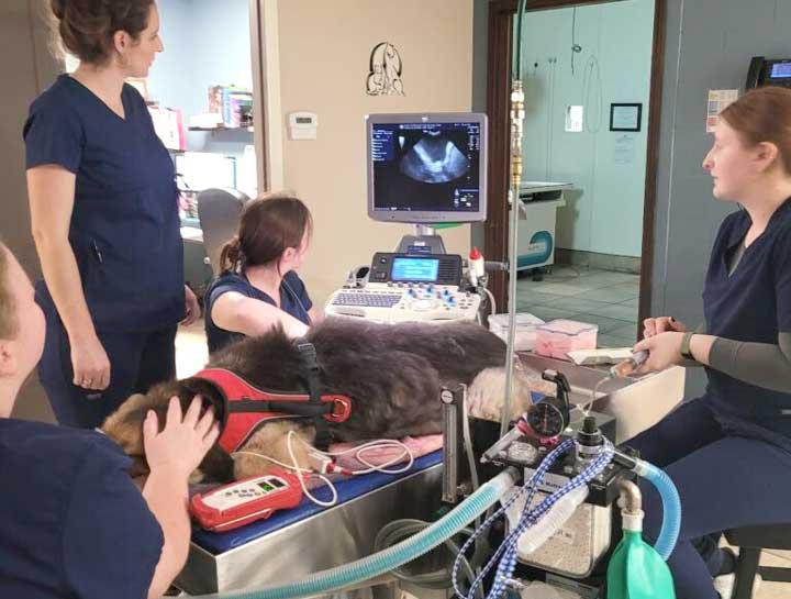 Pet Ultrasound