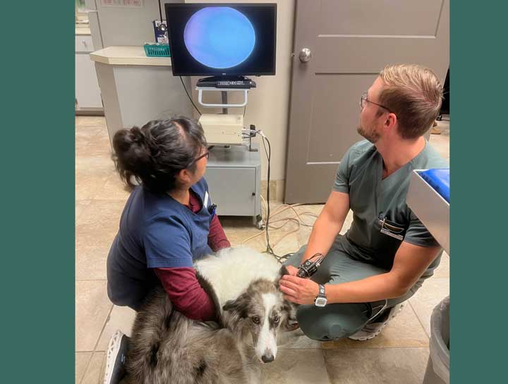 Video Otoscope for pets